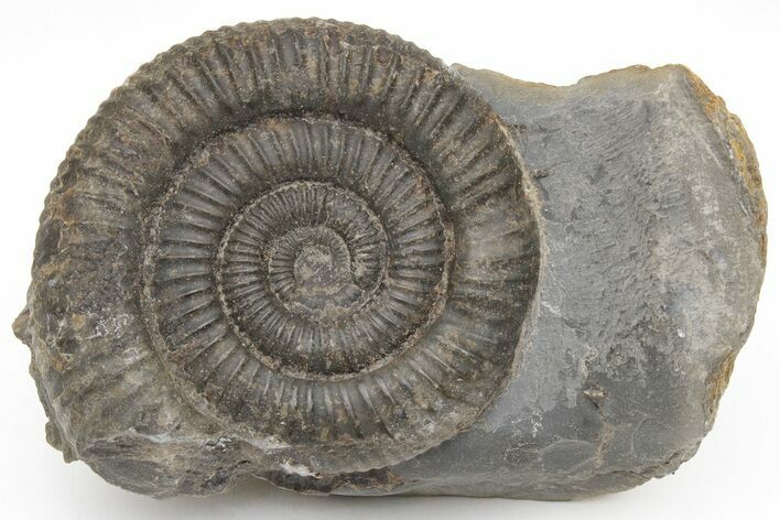 Ammonite (Dactylioceras) Fossil - England #211614